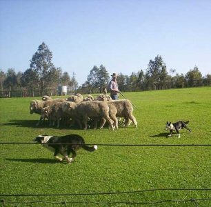 Training Working Sheep Dogs Image